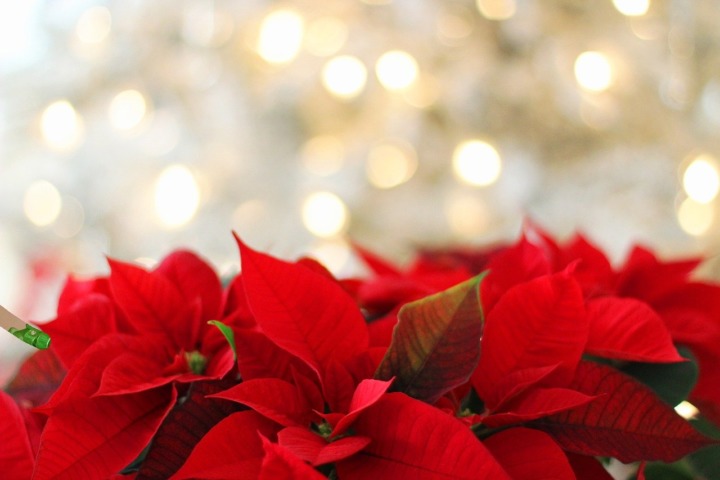 クリスマスミサとは 教会でクリスマスを 初心者向けミニガイド クリスチャンプレス クリスマスミサとは 教会でクリスマスを 初心者向けミニガイド クリスチャンプレス